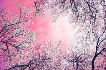 Artistic image of spring nature is frame of crowns of a blossoming sakura tree against a pink sky background. Copy space.