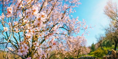 Spring landscape with blossoming almond tree with pink flowers in nature against blue sky on bright sunny day.