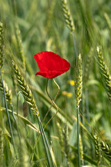 Red blooming poppy flowers among green ears of wheat closeup