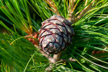 Cedar cone on a fluffy coniferous branch