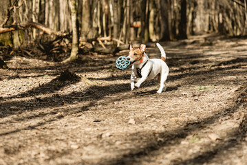 Dog playing with pet toy in forest in early spring on warm sunny day