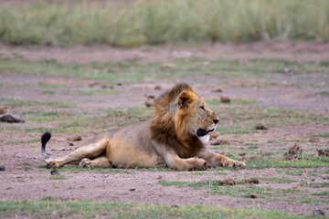 Fototapeta na wymiar Safari in the African savannah. The lion is resting after a successful hunt and a hearty meal.