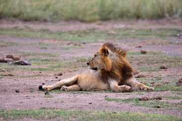 Safari in the African savannah. The lion is resting after a successful hunt and a hearty meal.