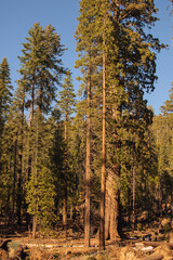 Autumnal natural landscape from Yosemite National Park, California, United States