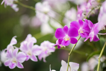 Fototapeta na wymiar beautiful purple orchid flower bloom in spring garden