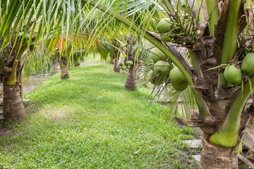 bunch of cononuts on dwarf coconut tree farm - obrazy, fototapety, plakaty