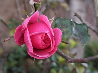 Obraz na płótnie Canvas Pink rose in garden