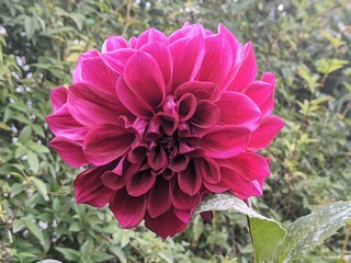 Pink dahlia flower