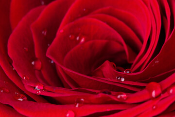 Beautiful red rose flower with water drops closeup. Macrophotography of rose flower head. Natural flower background.
