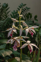 Closeup view of the beautiful white purple and orange brown flowers of tropical terrestrial orchid species phaius tankervillae in outdoor garden setting