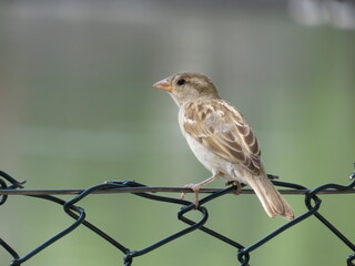 sparrow on a fence