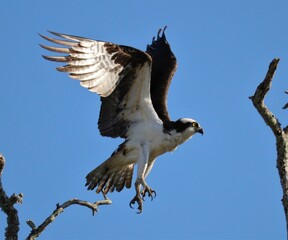 Osprey conservation success story 