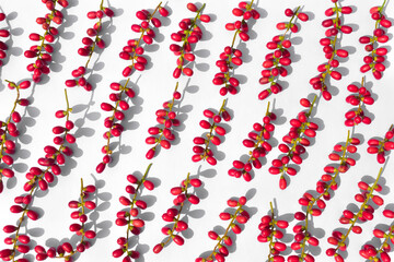 fresh red dwarf dates stacked in rows on a white background. Overhead view, Flat-lay. It's black...