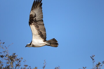 Osprey conservation success story 
