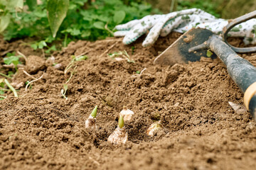 Flower bulbs and garden tools on the soil in the flower garden. Autumn or spring home gardening.