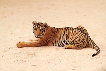 Tiger gazing lazily at camera. Resting tiger gazes lazily at the camera.