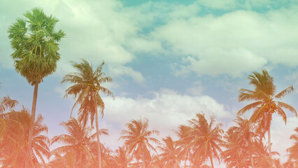 Vintge Palm Trees Vintage - cloud sky summer tropical summer image background