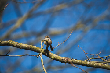 A bushtit perching on the branch.   Vancouver BC Canada
