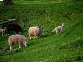 Obraz premium sheep and lambs in the grass selective focus