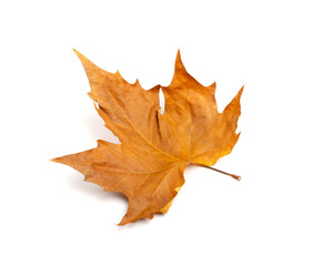 Sycamore Autumn Leaf Isolated