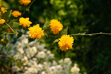 Yellow flowers of ornamental shrub Kerria japonica