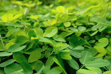 Vines on the ground. Close-up of natural plant leaves. Small plant leaves vines