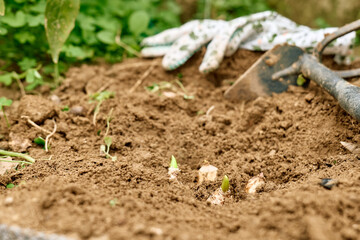 Flower bulbs and garden tools on the soil in the flower garden. Autumn or spring home gardening.