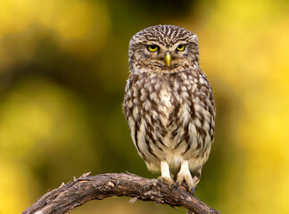 A little owl perched on a branch.