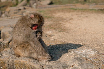 lonely monkey on the mountain