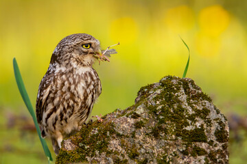 A little owl with a grasshopper.