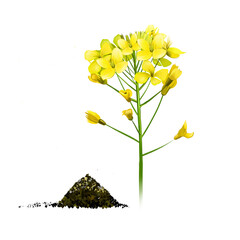 Black mustard flowers isolated on white. Black mustard yellow plant. Brassica nigra annual plant cultivated for seeds, used as spice. Herbs and spices botanical illustration. Digital art watercolor.