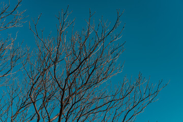 Autumn no leaf tree and blue sky