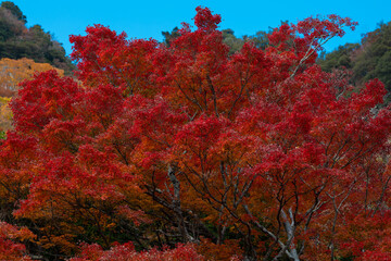 Autumn color leaves on a mountain in Japan