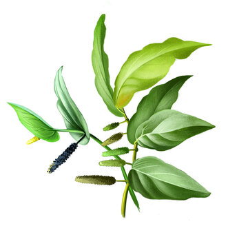 Long pepper Piper longum, Indian long pepper Pipli, flowering vine, cultivated for its fruit, usually dried and used as spice and seasoning. Herbs and spices digital art watercolor illustation.