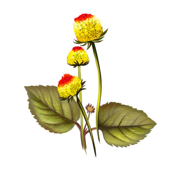 Paracress yellow flowers acmella oleracea with green leaves, hand drawn watercolor illustration. oothache plant, paracress extract, Sichuan buttons, buzz buttons, tingflowers and electric daisy.