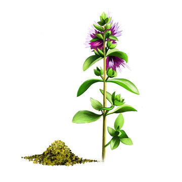 Marjoram plant and seeds isolated on white. Origanum majorana, Majorana hortensis Moench, Majorana majorana cold-sensitive perennial herb or undershrub with sweet pine and citrus flavors. Digital art.