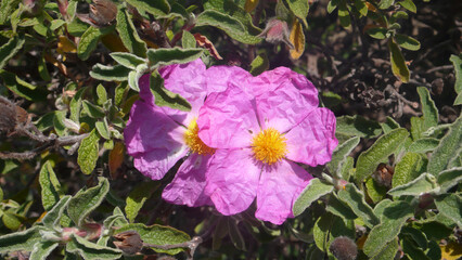 Fiore selvatico