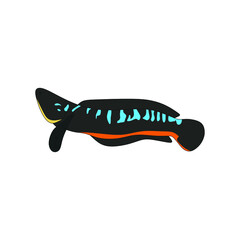 vector illustration of toman or snake head ornamental fish