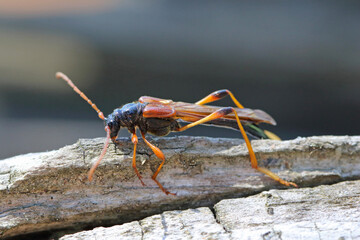Longhorn beetle (long-horned, longhorn beetles, longicorns) Necydalis major, Necydalinae. Beetle on old oak wood.