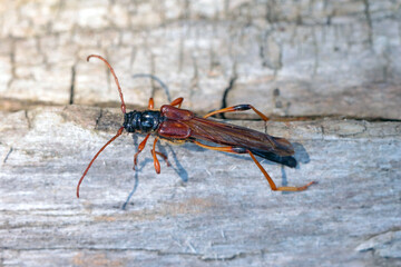 Longhorn beetle (long-horned, longhorn beetles, longicorns) Necydalis major, Necydalinae. Beetle on old oak wood.