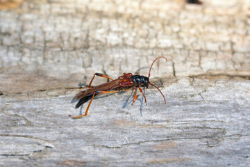 Longhorn beetle (long-horned, longhorn beetles, longicorns) Necydalis major, Necydalinae. Beetle on old oak wood.