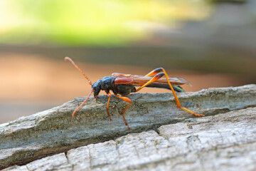 Longhorn beetle (long-horned, longhorn beetles, longicorns) Necydalis major, Necydalinae. Beetle on old oak wood.