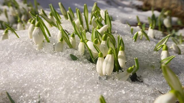 White snowdrop flowers in snow . Melting snow