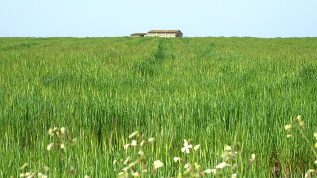 Barley and wheat field alongside wildflowers