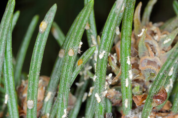 Insects of Green spruce gall aphid (Sacchiphantes viridis synonyms: Chermes viridis, Sacchiphantes abietis viridis) on the needles of spruce. To the common pest of spruces.