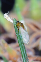 Insects of Green spruce gall aphid (Sacchiphantes viridis synonyms: Chermes viridis, Sacchiphantes abietis viridis) on the needles of spruce. To the common pest of spruces.