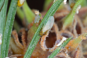 Insects of Green spruce gall aphid (Sacchiphantes viridis synonyms: Chermes viridis, Sacchiphantes abietis viridis) on the needles of spruce. To the common pest of spruces.