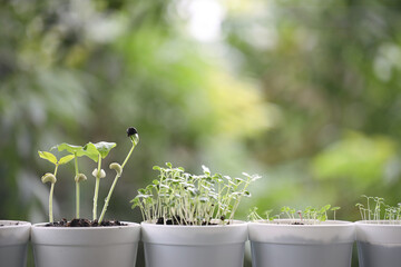 vegetables sprout growing in white small white pots