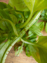 Closeup on unhealthy green basil plant leaf being  eaten, damaged and destroyed by pests or bugs