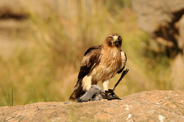 aguila calzada en el campo con sus presas